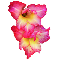 Gladiolus Picture PNG Image