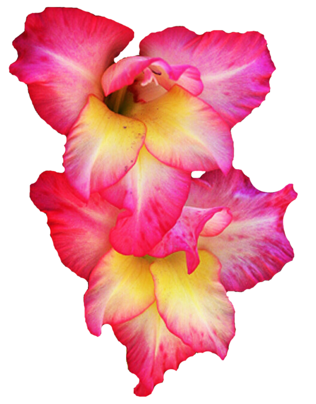 Gladiolus Picture PNG Image