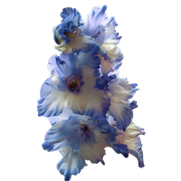 Gladiolus Image PNG Image