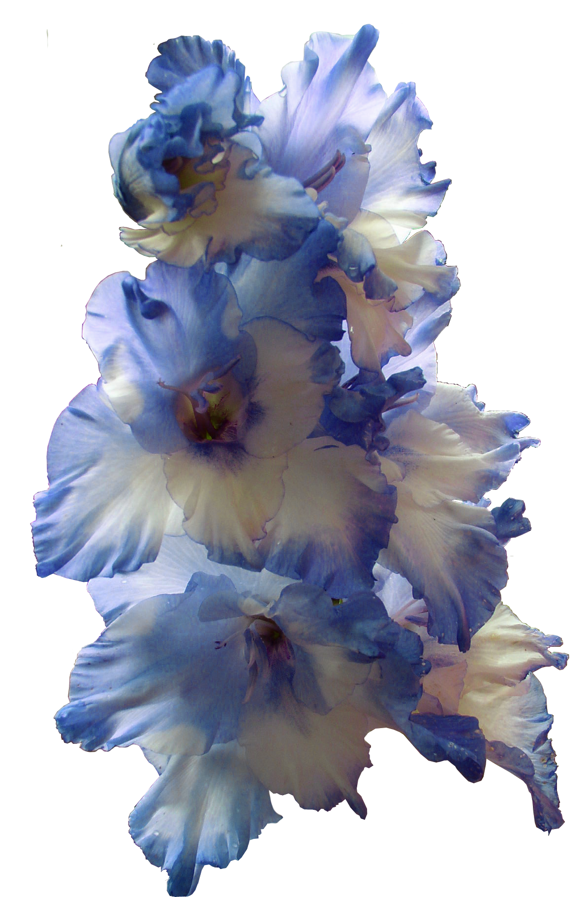 Gladiolus Image PNG Image
