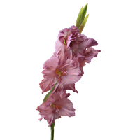 Gladiolus PNG Image