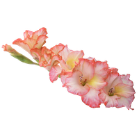 Gladiolus Hd PNG Image