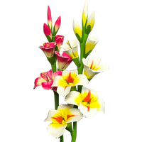 Gladiolus Photo PNG Image