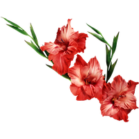 Gladiolus Clipart PNG Image