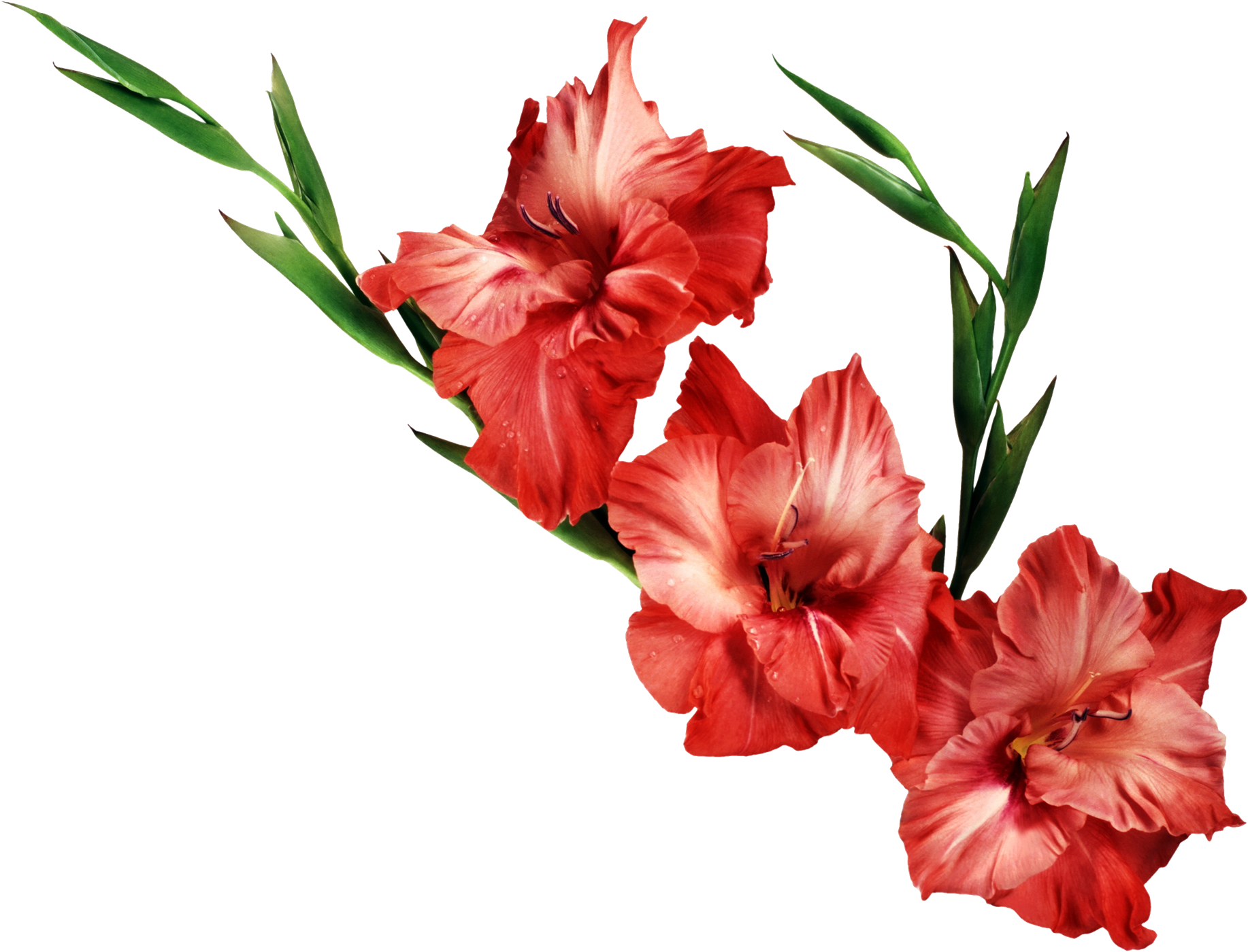 Gladiolus Clipart PNG Image