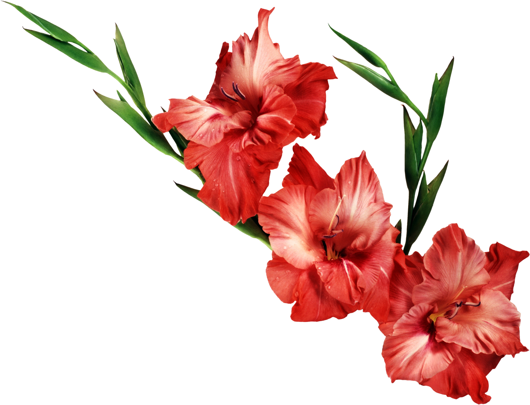 Gladiolus Clipart Transparent PNG Image