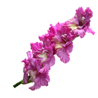 Gladiolus Transparent PNG Image