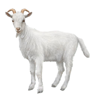 Download Goat Free PNG photo images and clipart | FreePNGimg