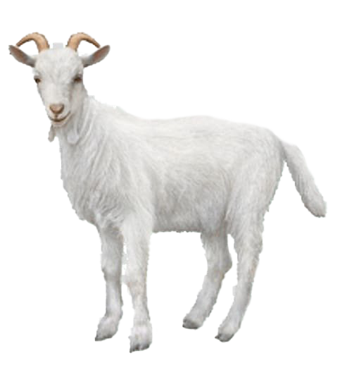 White Goat PNG Download Free PNG Image