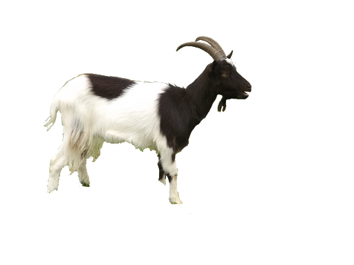 Goat PNG Download Free PNG Image