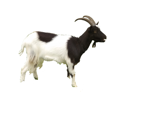 Goat PNG Download Free Transparent PNG Image