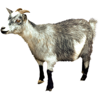 Download Goat Free PNG photo images and clipart | FreePNGImg