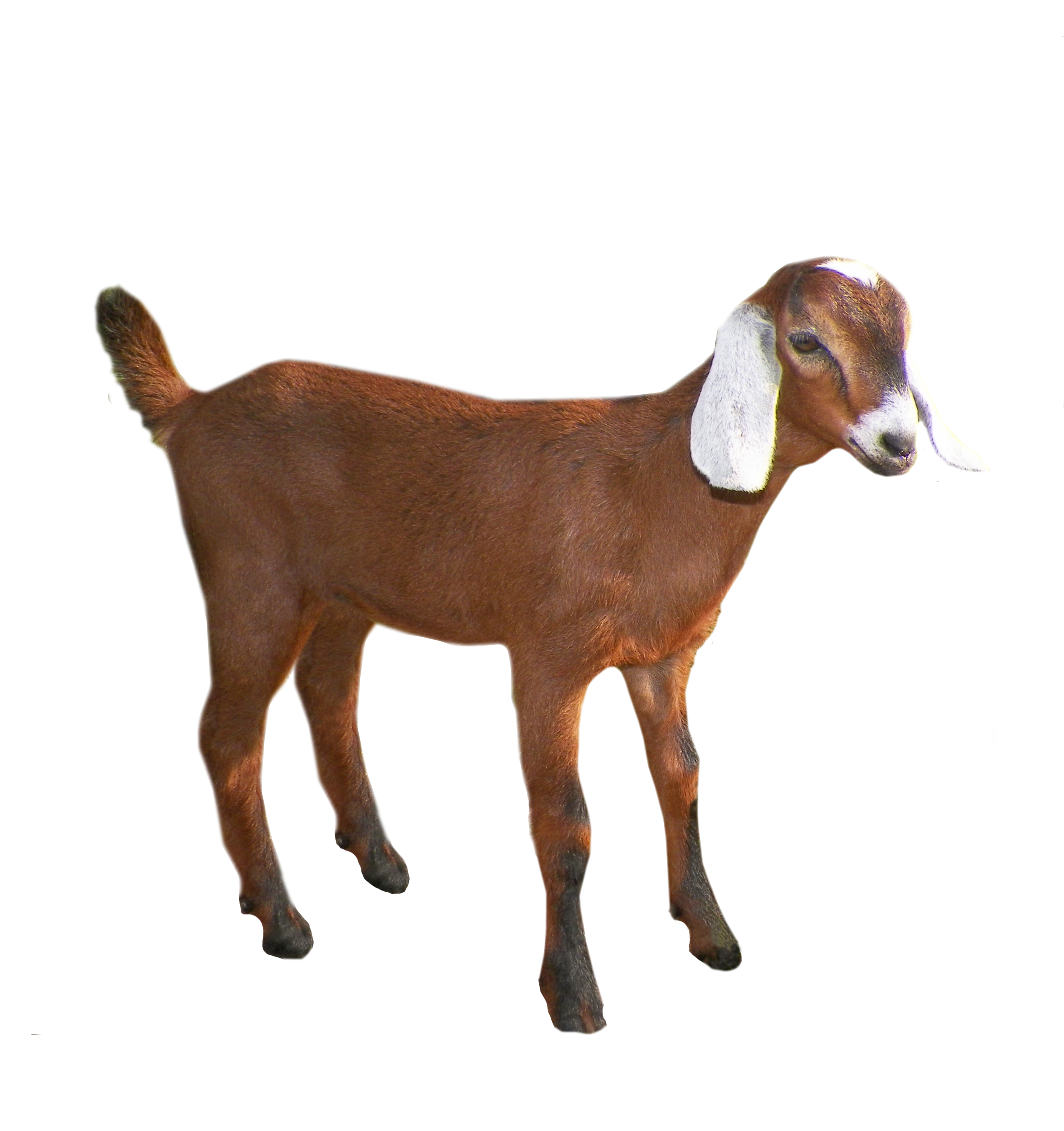 Picture Goat PNG File HD PNG Image