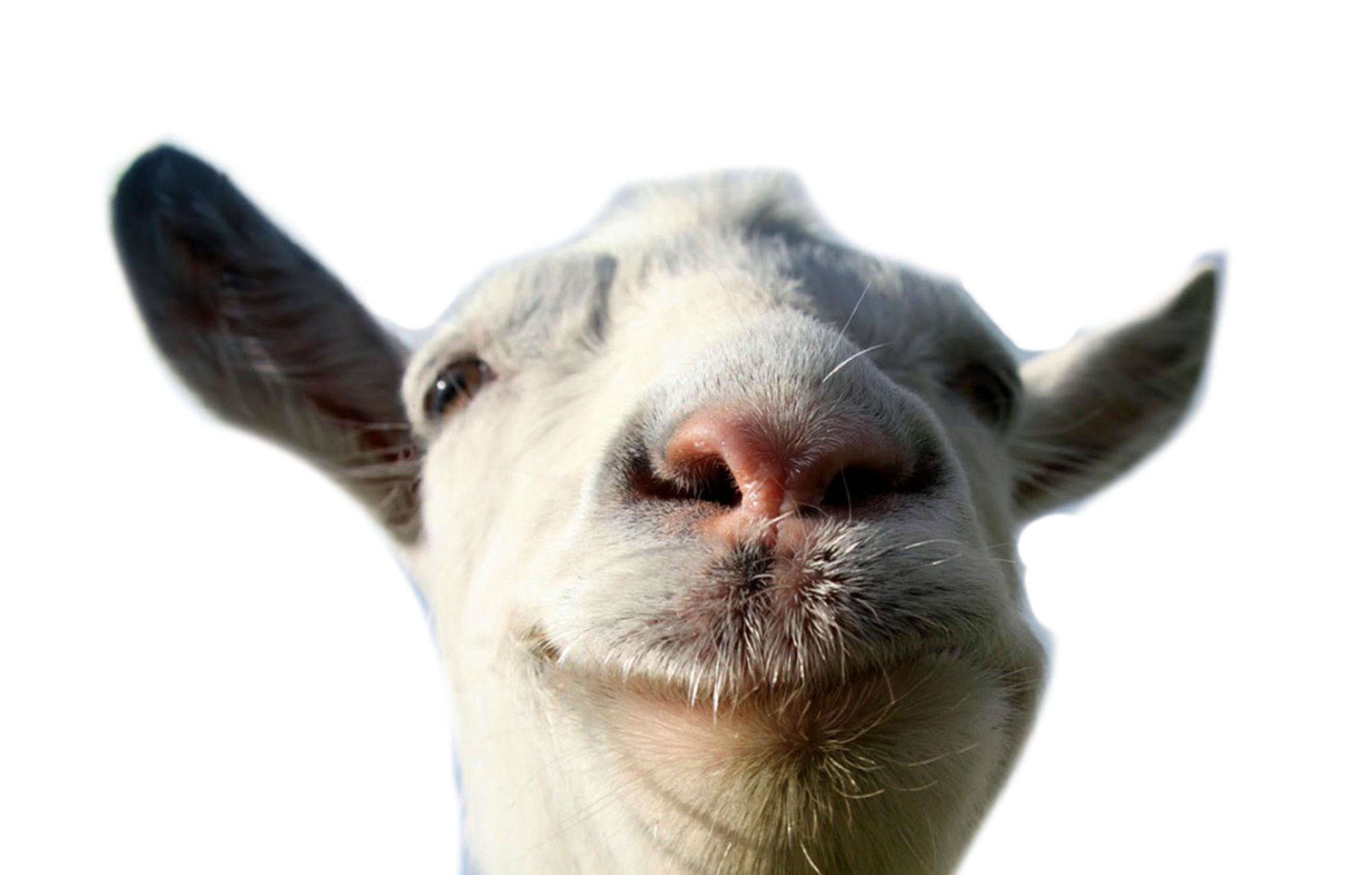 White Goat Download Free Image PNG Image
