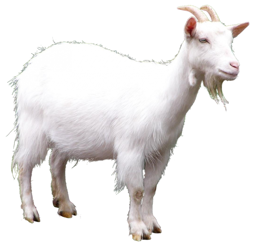 White Goat Free PNG HQ PNG Image