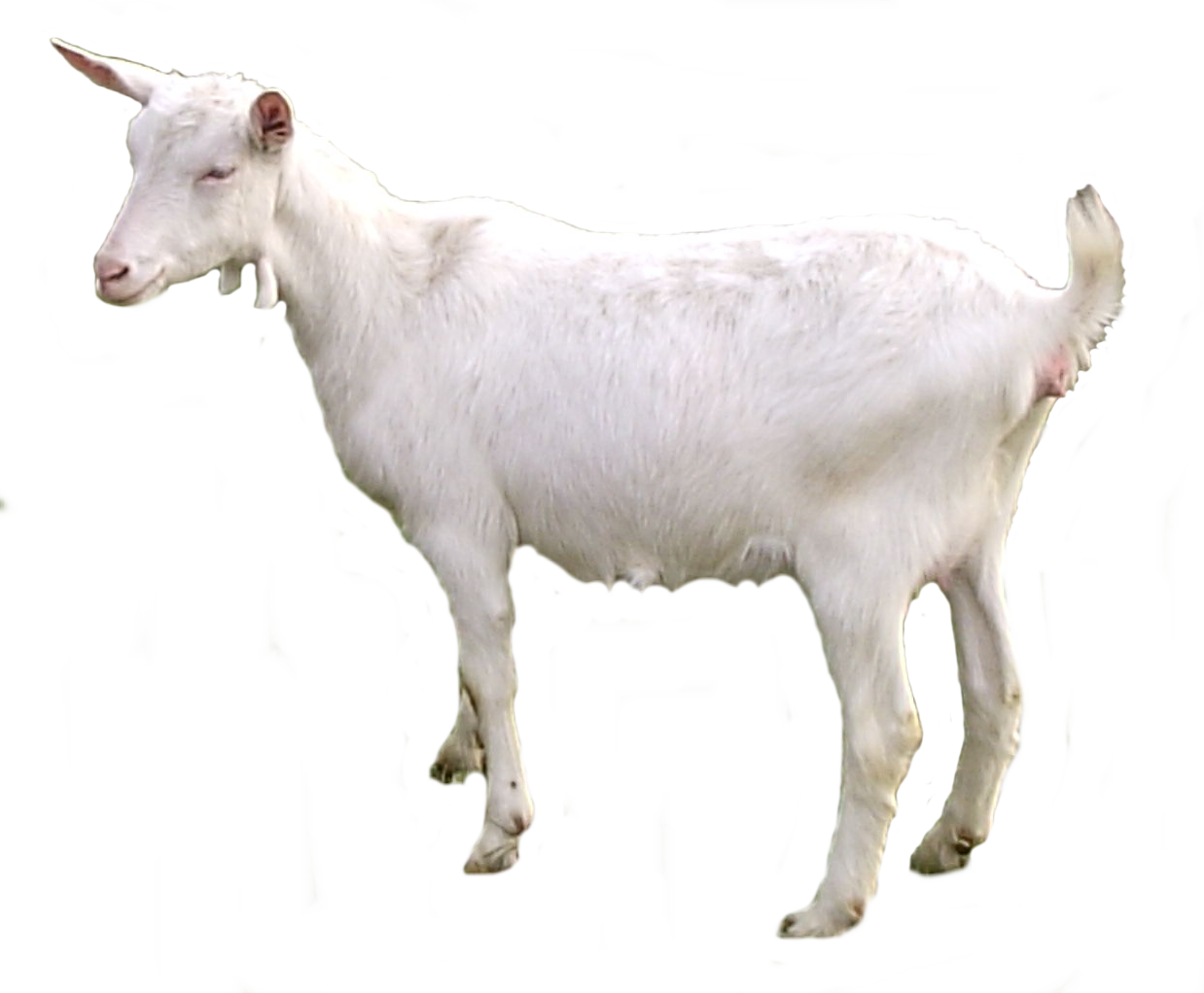 White Goat Free HQ Image PNG Image