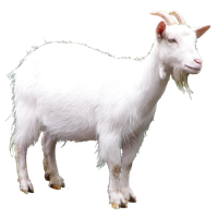 Download Goat Free PNG photo images and clipart | FreePNGimg