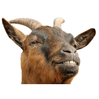 Goat PNG Download Free