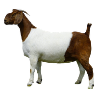 Photos Goat Free HQ Image