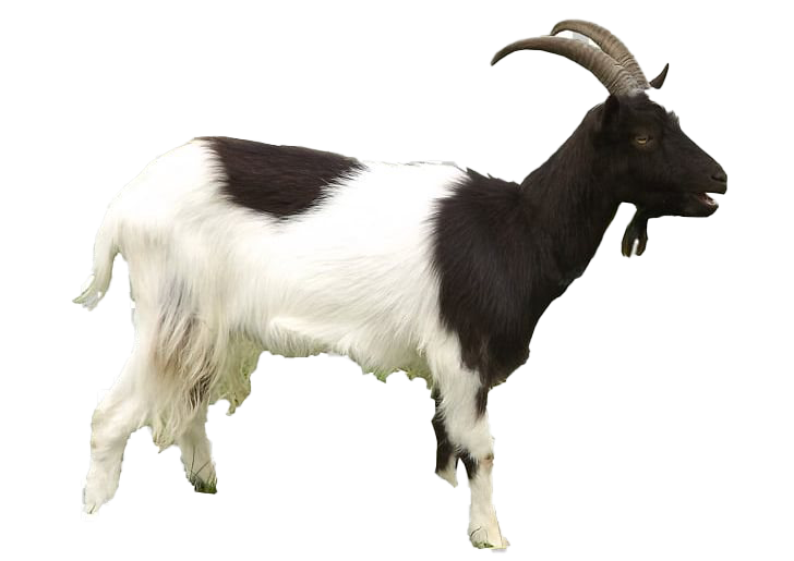 Images Goat Free Download Image PNG Image