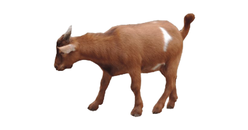 Goat Download HD PNG Image