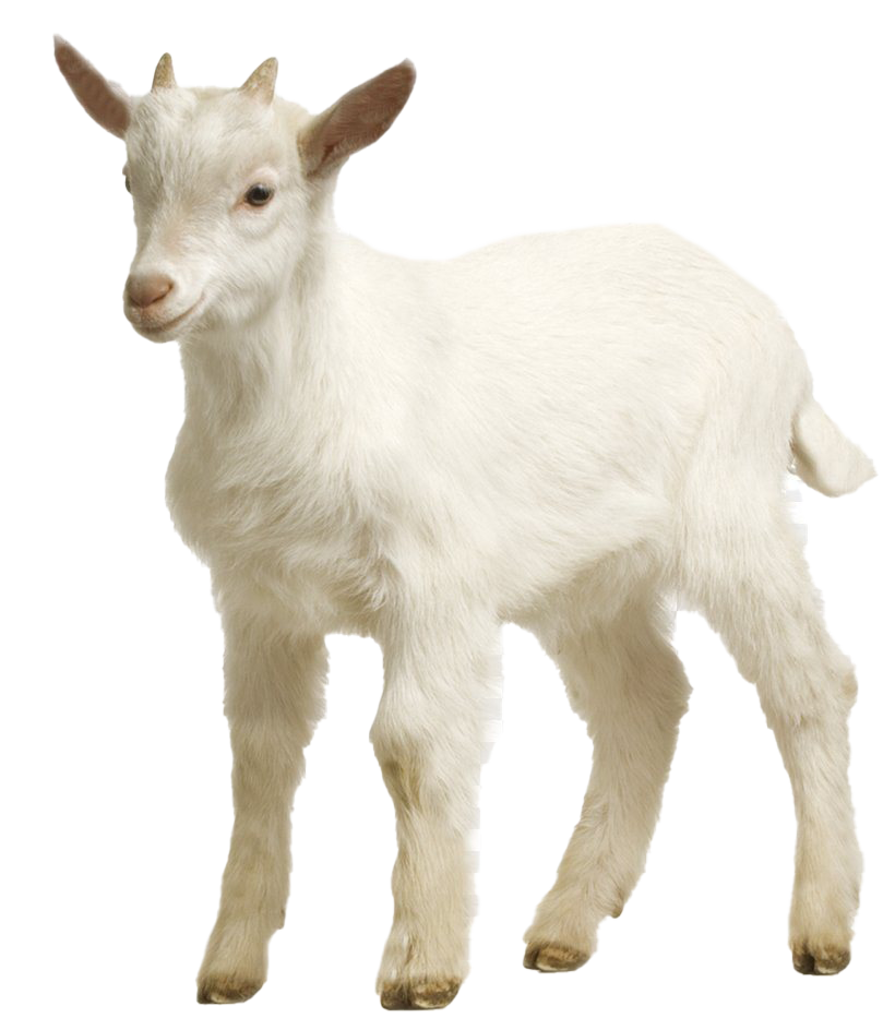 Picture White Goat Free Clipart HD PNG Image