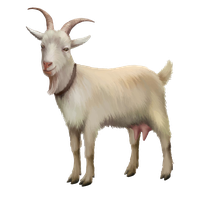 Photos White Goat Free HQ Image