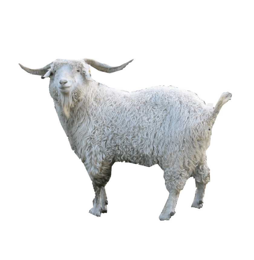 White Pic Goat Free HQ Image PNG Image