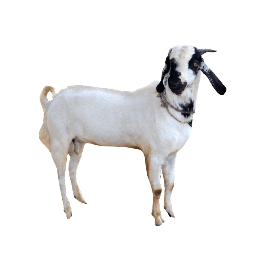 White Goat Download HD PNG Image