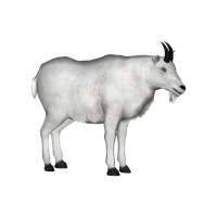 White Goat Download Free Image