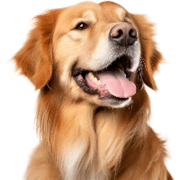Golden Retriever PNG