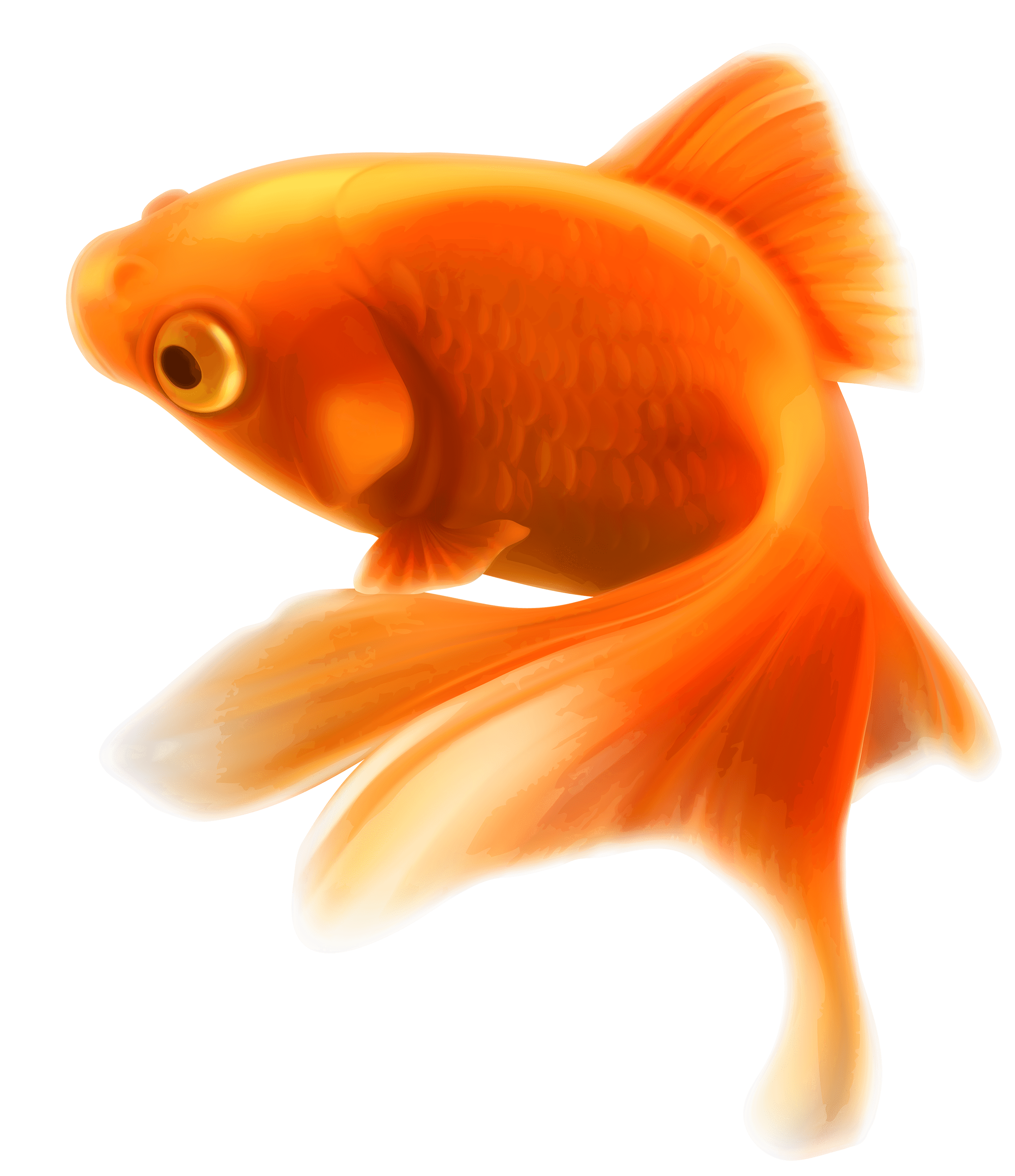 Goldfish Transparent PNG Image