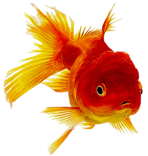 Goldfish Transparent PNG Image