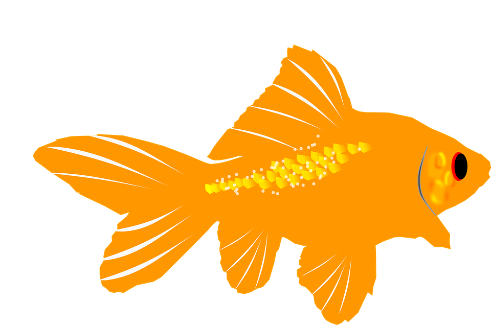 Goldfish Transparent PNG Image