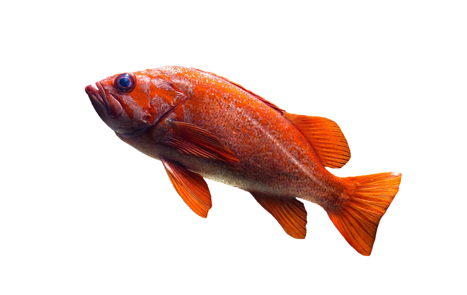 Goldfish Transparent PNG Image