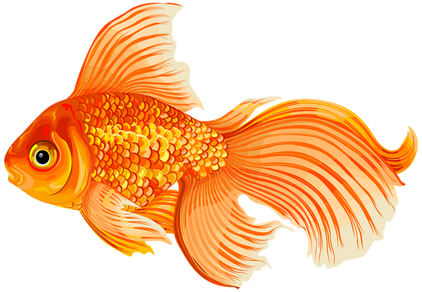 Goldfish Transparent PNG Image