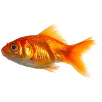 Goldfish PNG