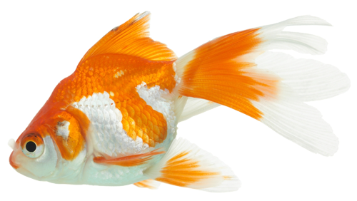 Goldfish Transparent PNG Image