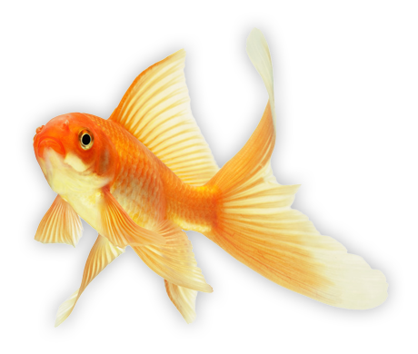 Goldfish Transparent PNG Image