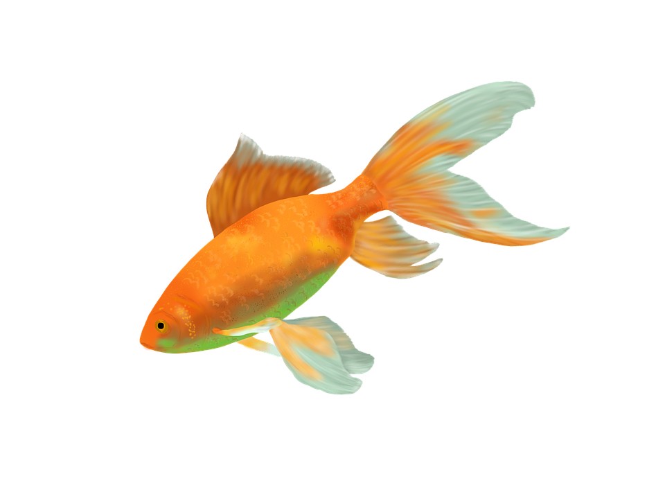 Goldfish Transparent PNG Image