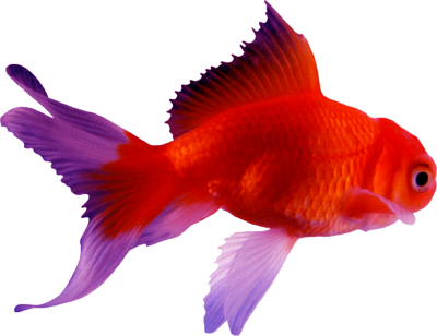 Goldfish Transparent PNG Image
