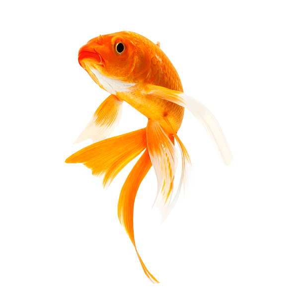 Goldfish Transparent PNG Image