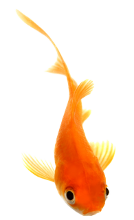 Goldfish Transparent PNG Image