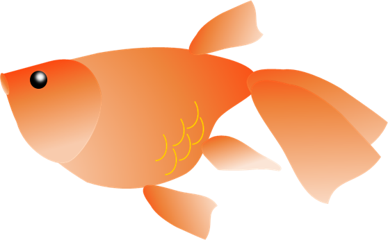 Goldfish Transparent PNG Image