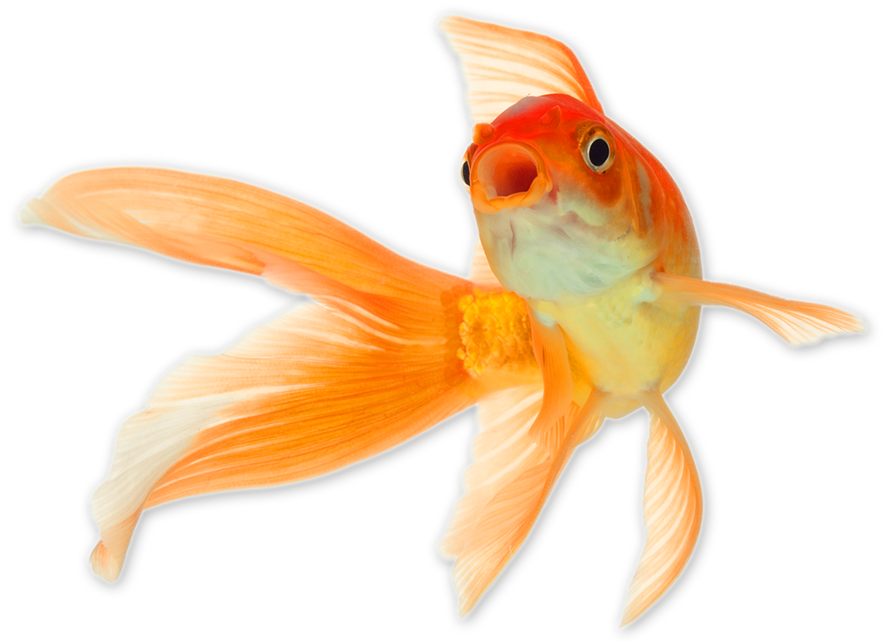 Goldfish Transparent PNG Image