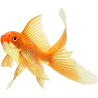 Goldfish PNG