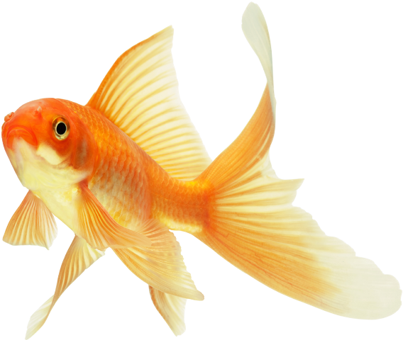 Goldfish Transparent PNG Image
