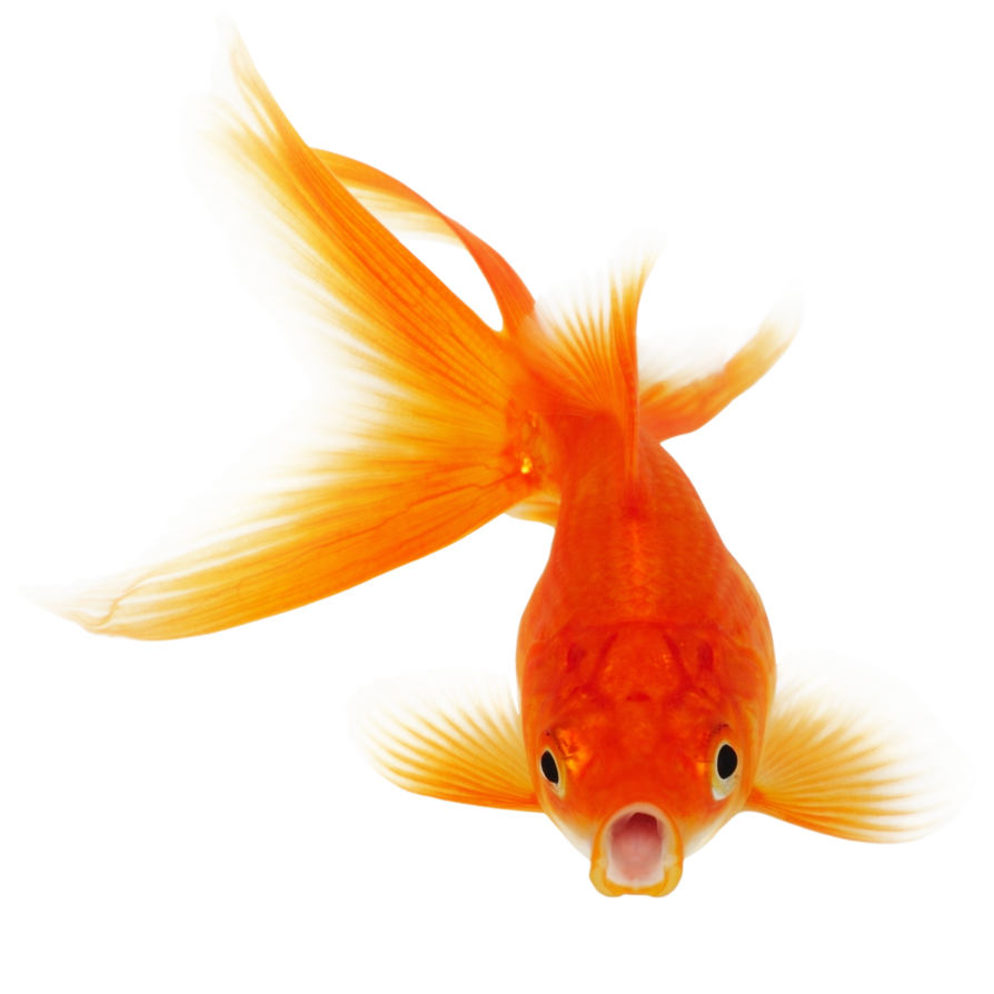 Goldfish Transparent PNG Image