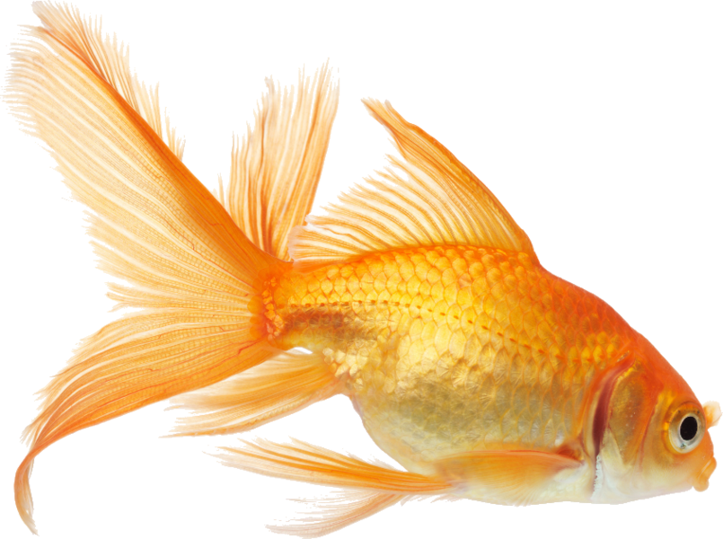 Goldfish Transparent PNG Image