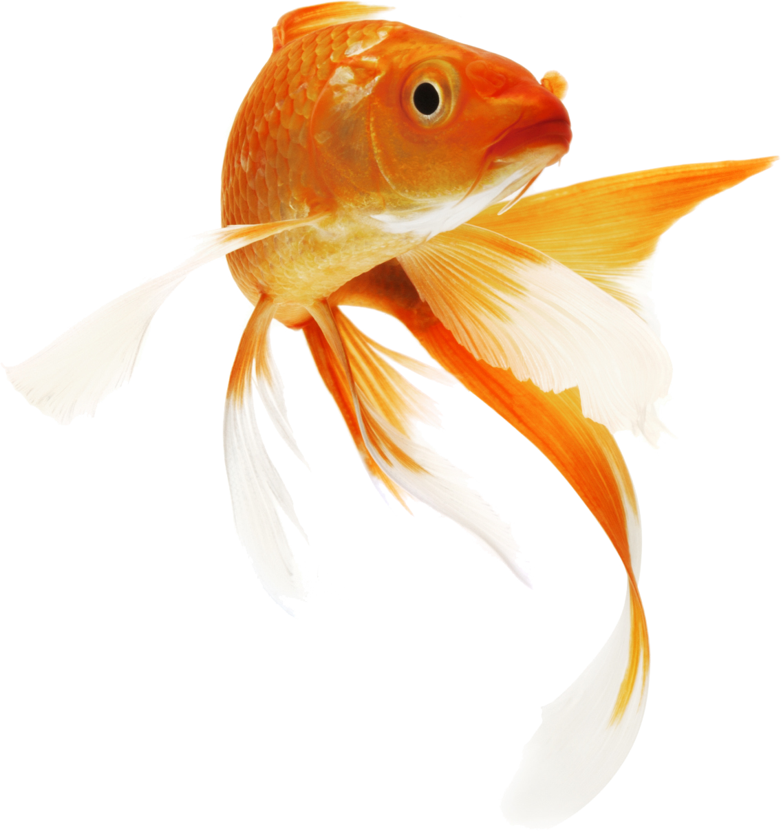 Goldfish Transparent PNG Image